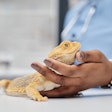 The latest in reptile research focuses on all the aspects of reptiles as pets in global homes.