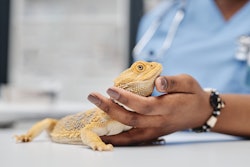 The latest in reptile research focuses on all the aspects of reptiles as pets in global homes.
