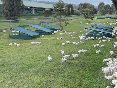Researching Best Practice In Animal Welfare Image Provided With Approval By Agrifutures 1536x1152