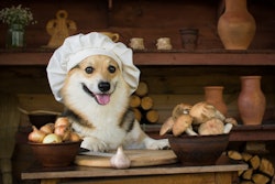 A recent study shows Enifer’s PEKILO Pet mycoprotein boosts dog health by promoting beneficial probiotic bacteria and reducing cancer-linked bacteria.