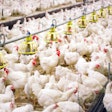 Broilers Farm Indoors (1)