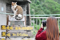 According to government data, Taiwan's 2023 pet population has grown to 1.48 million dogs and 1.31 million cats.