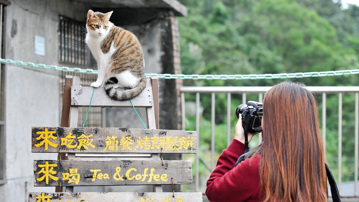 Taiwanese pet food market reports strong growth Taiwanese pet food market reports strong growth