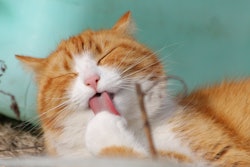 In July, Umami Bioworks partnered with Friends & Family Pet Food (FnF) to co-develop and launch what they said were the world's first cat treats made from cultivated fish.