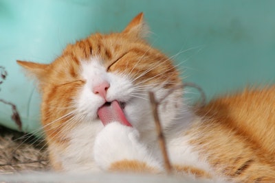 In July, Umami Bioworks partnered with Friends & Family Pet Food (FnF) to co-develop and launch what they said were the world's first cat treats made from cultivated fish.