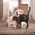 According to the AVMA survey, dog owners spent less overall on their pets this year compared to 2023 while cat owners spent slightly more than they did in 2023.