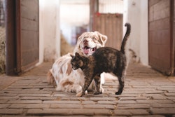 According to the AVMA survey, dog owners spent less overall on their pets this year compared to 2023 while cat owners spent slightly more than they did in 2023.