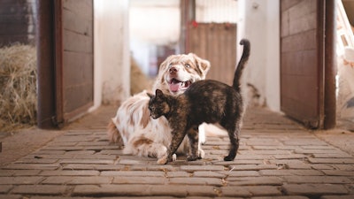 According to the AVMA survey, dog owners spent less overall on their pets this year compared to 2023 while cat owners spent slightly more than they did in 2023.