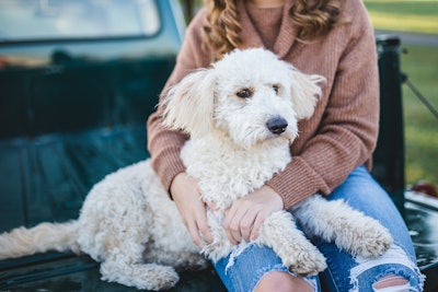 Sofía operates four production lines: three dedicated to dog food and one to cat food.