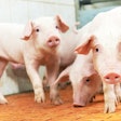Group Of Piglets