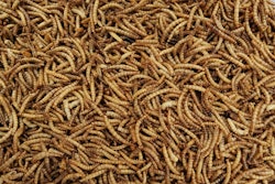 In January, Ynsect was granted authorization by AAFCO to use defatted mealworm proteins in dog food.