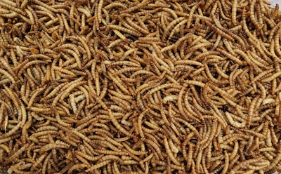 In January, Ynsect was granted authorization by AAFCO to use defatted mealworm proteins in dog food.