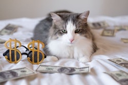 Pfi cat Money Bed