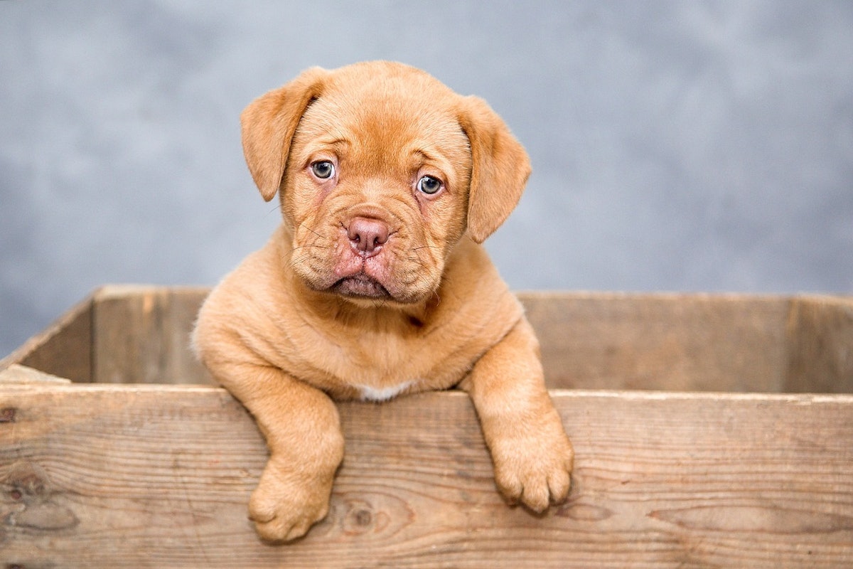 PetSmart joins Grubhub for nationwide pet supply delivery PetfoodIndustry