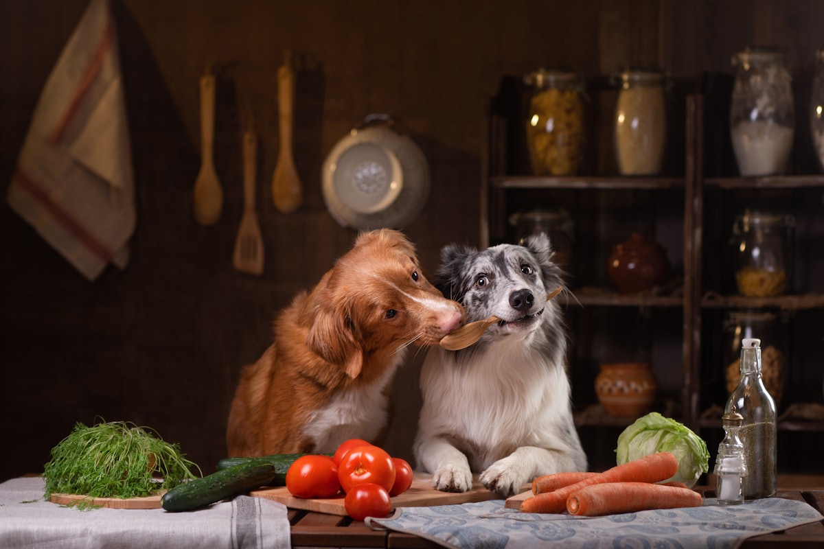 Courses on cooking for pets trending in South Korea PetfoodIndustry