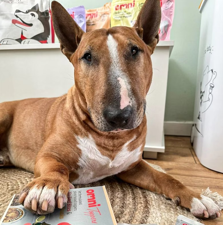 UK-based Omni produces vegan dog and cat food food in the Netherlands and Poland.