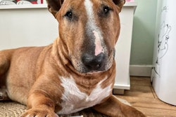 UK-based Omni produces vegan dog and cat food food in the Netherlands and Poland.