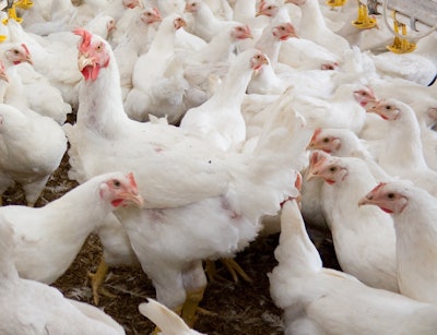 Broiler Kharhan Bigstock