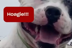 Hoagie, a Los Angeles-based rescue dog, has been named to the role of chief treat officer and will earn a $10,000 annual salary.