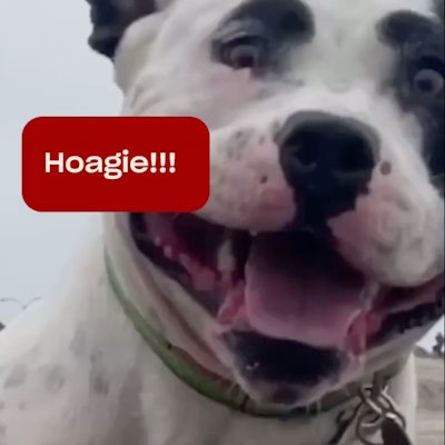 Hoagie, a Los Angeles-based rescue dog, has been named to the role of chief treat officer and will earn a $10,000 annual salary.