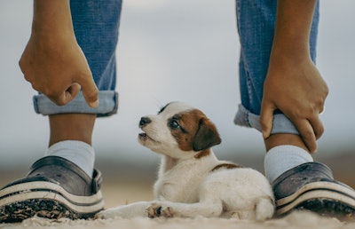 The India pet food market has experienced substantial growth over the past decade, fueled by increasing pet ownership, urbanization and rising disposable incomes.