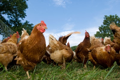 Brown Chickens Closeup Outside