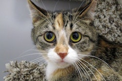 Fresh cat food company KatKin has named four new members to its nutrition research team.