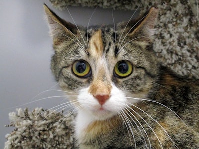 Fresh cat food company KatKin has named four new members to its nutrition research team.
