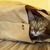 The pet food industry continues to focus on developing eco-friendly packaging options to minimize environmental impact and meet consumer demands for recyclable materials.