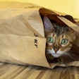 The pet food industry continues to focus on developing eco-friendly packaging options to minimize environmental impact and meet consumer demands for recyclable materials.