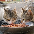 Cats Eating Out Of Dish Pixabay com
