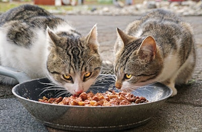 Cats Eating Out Of Dish Pixabay com