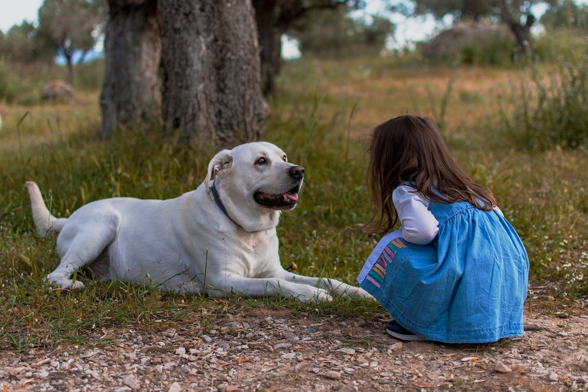 Dog food quality insights from Mexico’s consumer protection agency