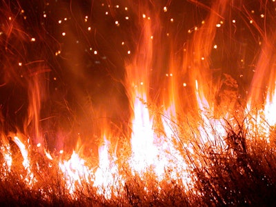 Forest Fire 5 1199575
