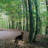Pet Food Inflation Woods
