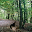 Pet Food Inflation Woods