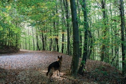 Pet Food Inflation Woods