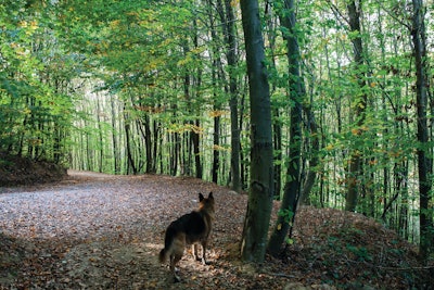 Pet Food Inflation Woods