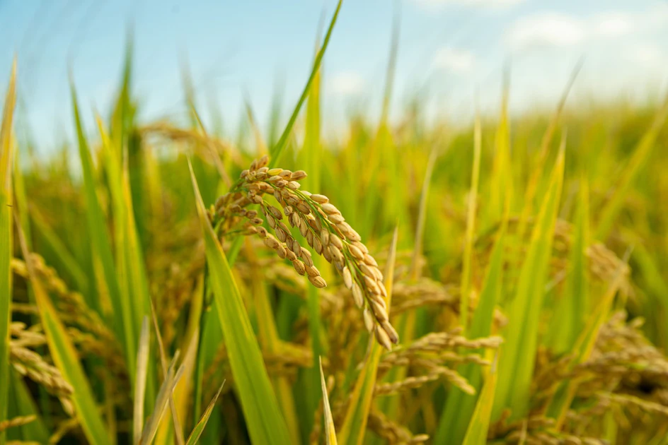 Rice Program Background Hill's Pet Nutrition, Riceland partner on sustainably grown rice ...