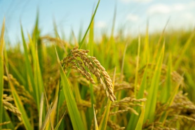 Riceland-Hill's Pet Nutrition Sustainable Rice Program enables and incentivizes rice growers to incorporate sustainable farming practices for environmental benefits.