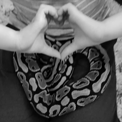 Reggie the Ball Python