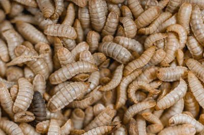Processed from Black Soldier fly larvae, insect oil provides a new energy source as well as nutritional and functional health benefits through its fatty acids content.