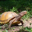 Myrtle the Turtle takes a walk in Florissant, Missouri. May 28, 2018