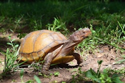 Myrtle the Turtle takes a walk in Florissant, Missouri. May 28, 2018