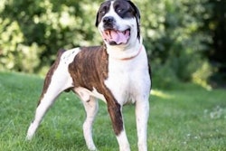 PEDIGREE Foundation annual grants support organizations like the Humane Society of Kitchener Waterloo & Stratford Perth to increase their foster program capacity and ultimately help dogs like Bowser, a 2-year-old large breed mix who loves a good scratch, find loving homes.