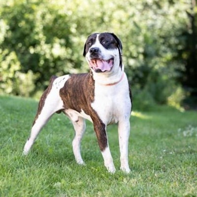 PEDIGREE Foundation annual grants support organizations like the Humane Society of Kitchener Waterloo & Stratford Perth to increase their foster program capacity and ultimately help dogs like Bowser, a 2-year-old large breed mix who loves a good scratch, find loving homes.