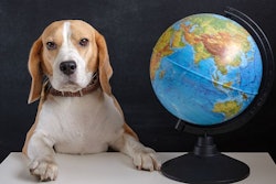 Androsov858 Big Stock com Beagle Dog Globe Global Business