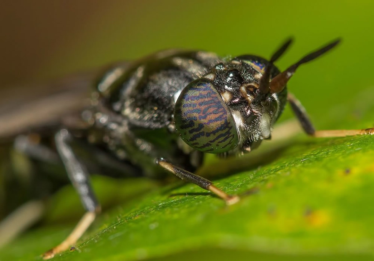 Insect oil as a sustainable innovation in pet food formulation