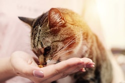 Cat Being Fed By Hand 2