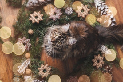 Common holiday plants such as poinsettias, mistletoe and lilies are toxic to cats and dogs, potentially causing anything from mild stomach upset to severe kidney damage.